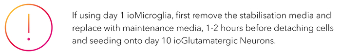 If using day 1 ioMicroglia, first remove the stabilisation media and replace with maintenance media, 1-2 hours before detaching cells and seeding onto day 10 ioGlutamatergic Neurons.-1