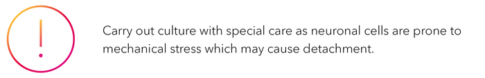 Carry out culture with special care as neuronal cells are prone to mechanical stress which may cause detachment.-1