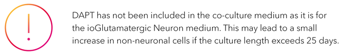 DAPT has not been included in the co-culture medium as it is for the ioGlutamatergic Neuron medium. This may lead to a small increase in non-neuronal cells if the culture length exceeds 25 days.
