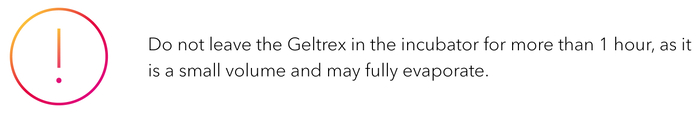 Do not leave the Geltrex in the incubator for more than 1 hour, as it is a small volume and may fully evaporate. 