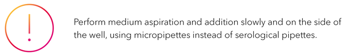 Perform medium aspiration and addition slowly and on the side of the well, using micropipettes instead of serological pipettes.-1