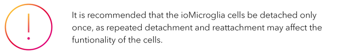 It is recommended that the ioMicroglia cells be detached only once, as repeated detachment and reattachment may affect the funtionality of the cells-2-jpg