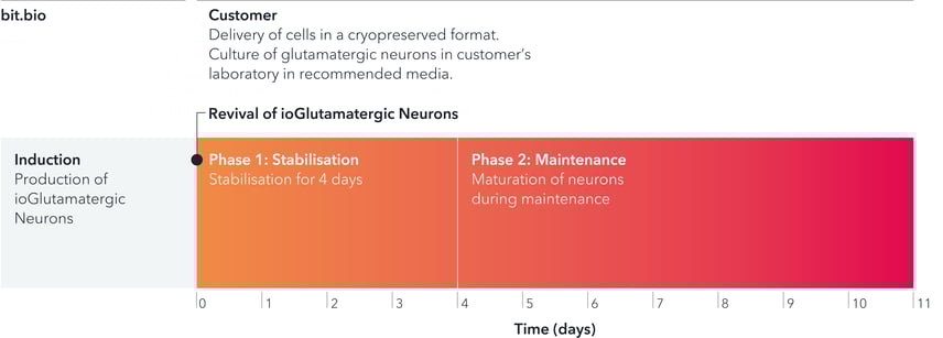 bit.bio Protocol timeline showing easy to culture iPSC-derived excitatory neurons 